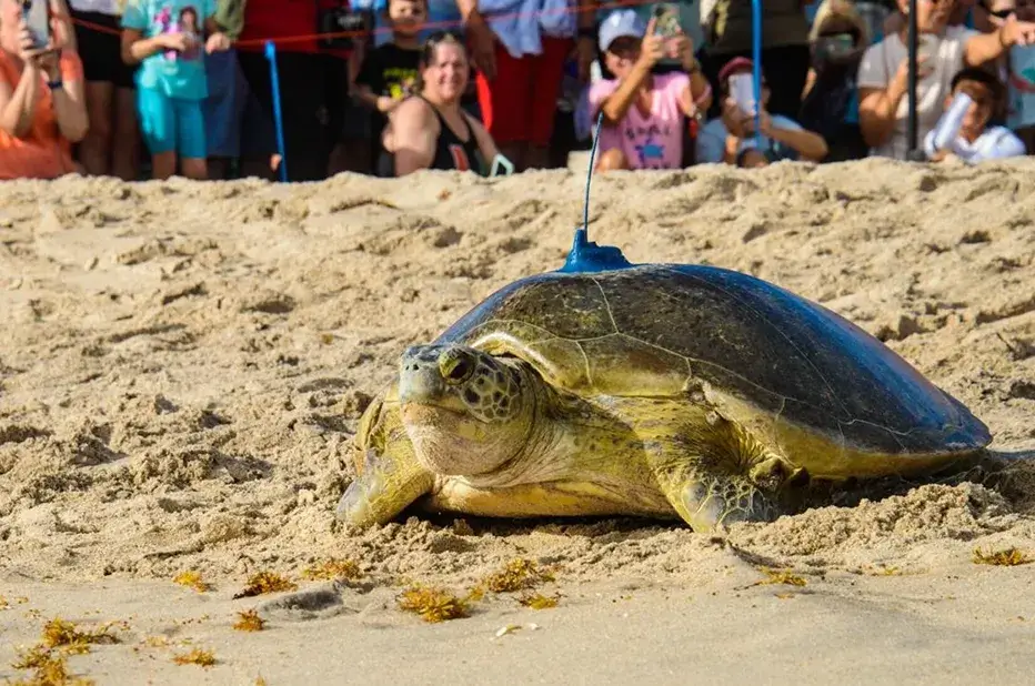 Mořská želva se satelitním vysílačem během akce Tour de Turtles organizace Sea Turtle Conservancy